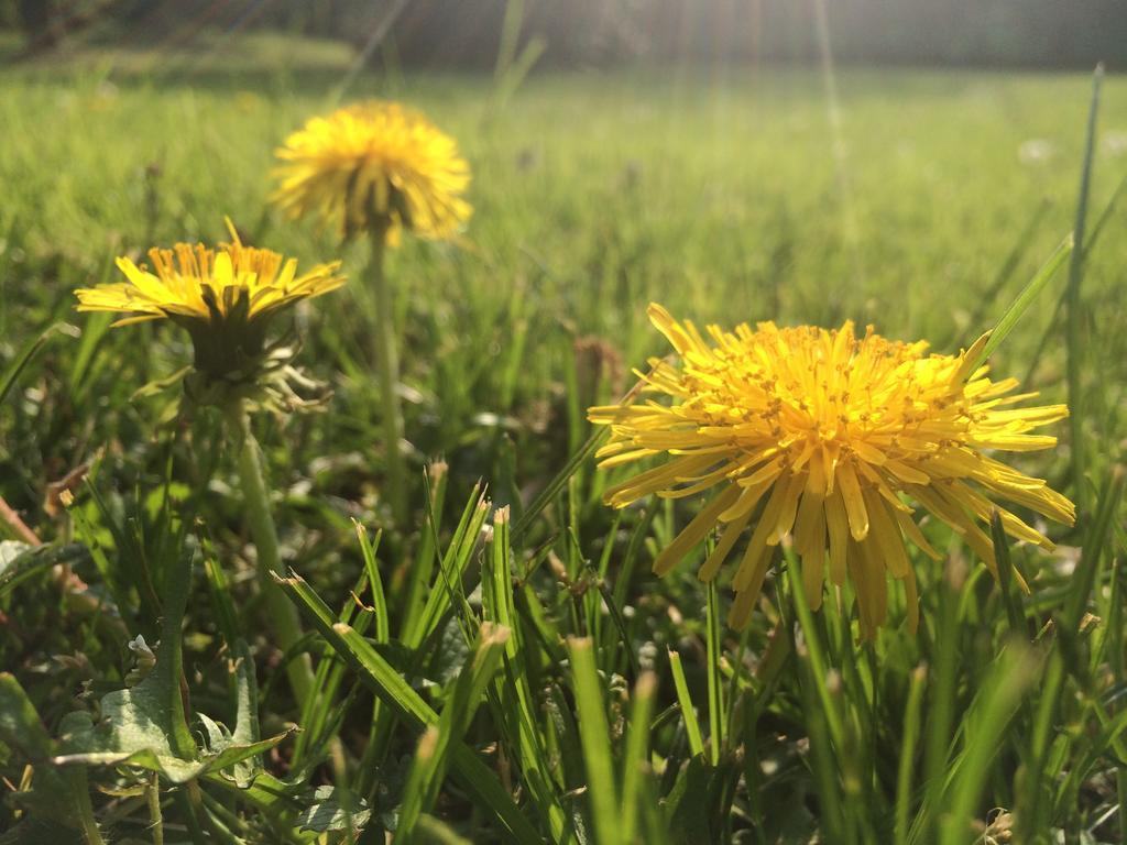 Il Cantelino Padova Cameră foto